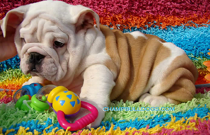 English bulldog picture